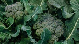 Broccoli in un orto